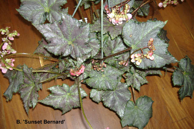 B. ‘Sunset Bernard’